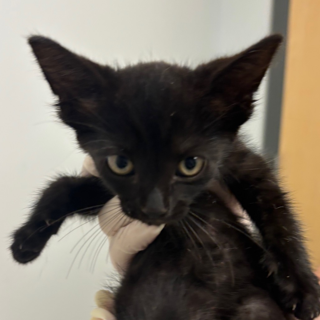 BOEING - Domestic Shorthair available for adoption