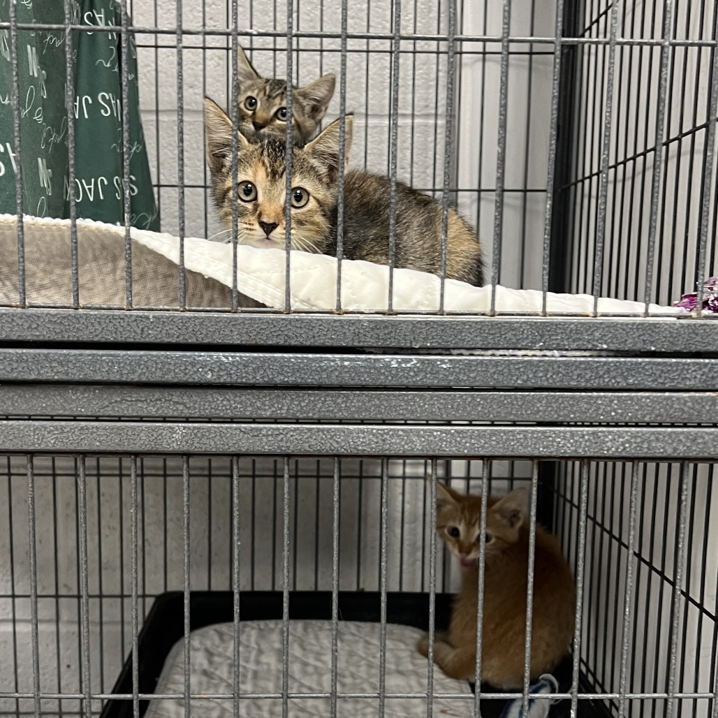 How to Prepare a Home for a Cat Adoption: Essential Tips & Tricks