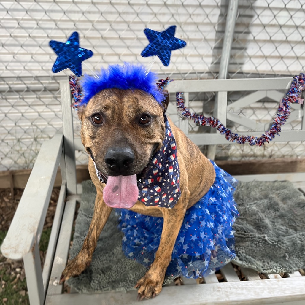Mellie Mel, adoptable senior dog