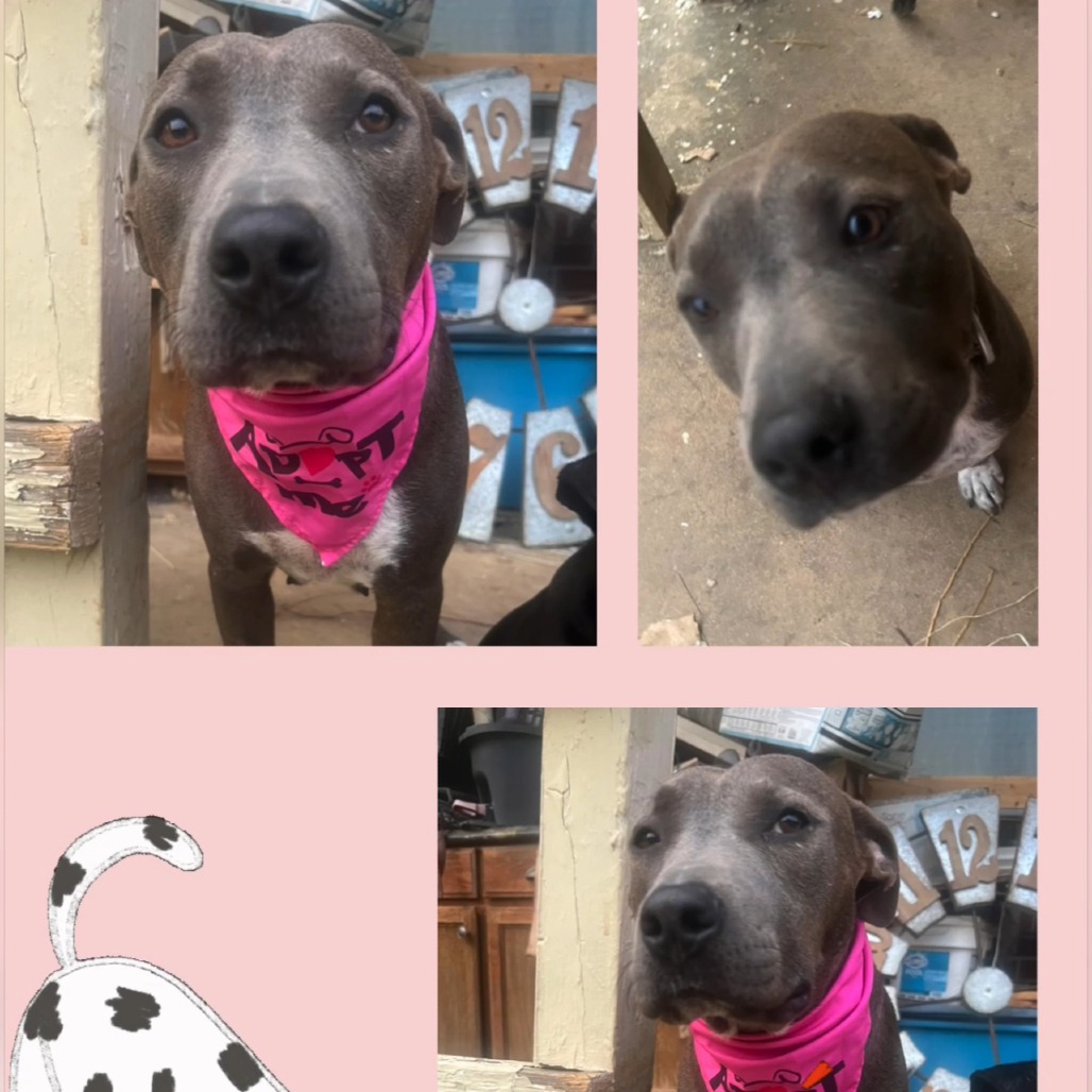 ROSE — thumbnail 11