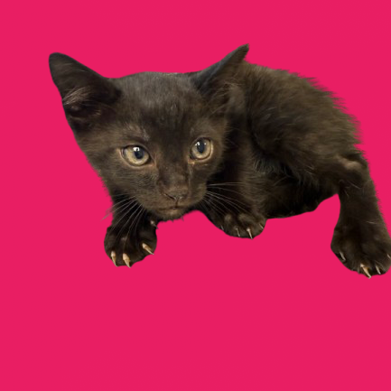 Tusc Stray 81767