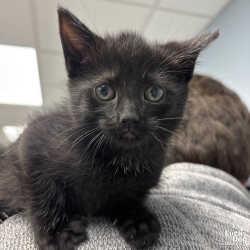SISSY - Domestic Shorthair available for adoption