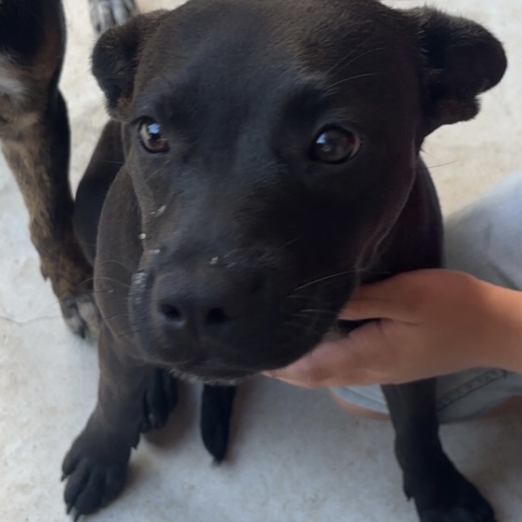 SHELBY - Mixed Breed (Medium) available for adoption