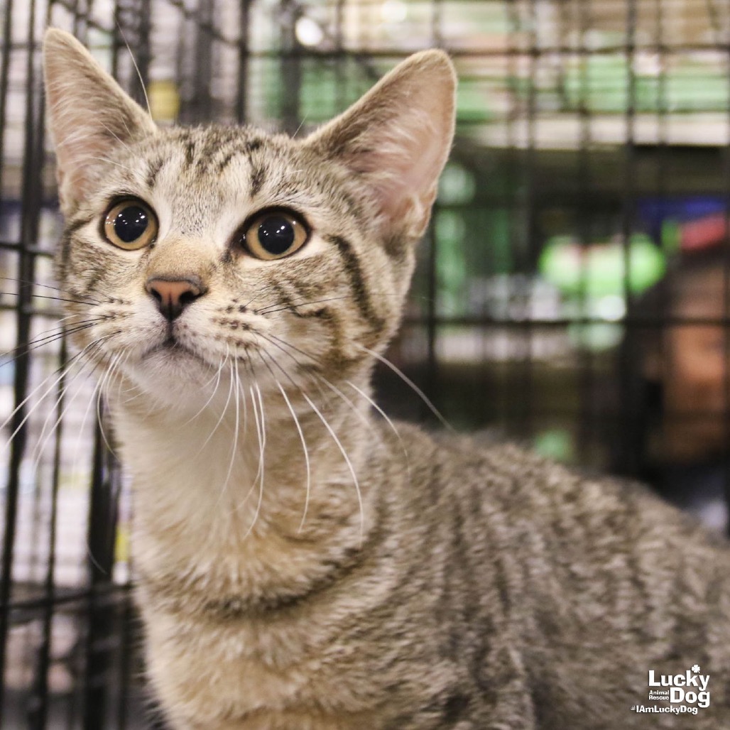 CHATTY CATHY - Domestic Shorthair available for adoption