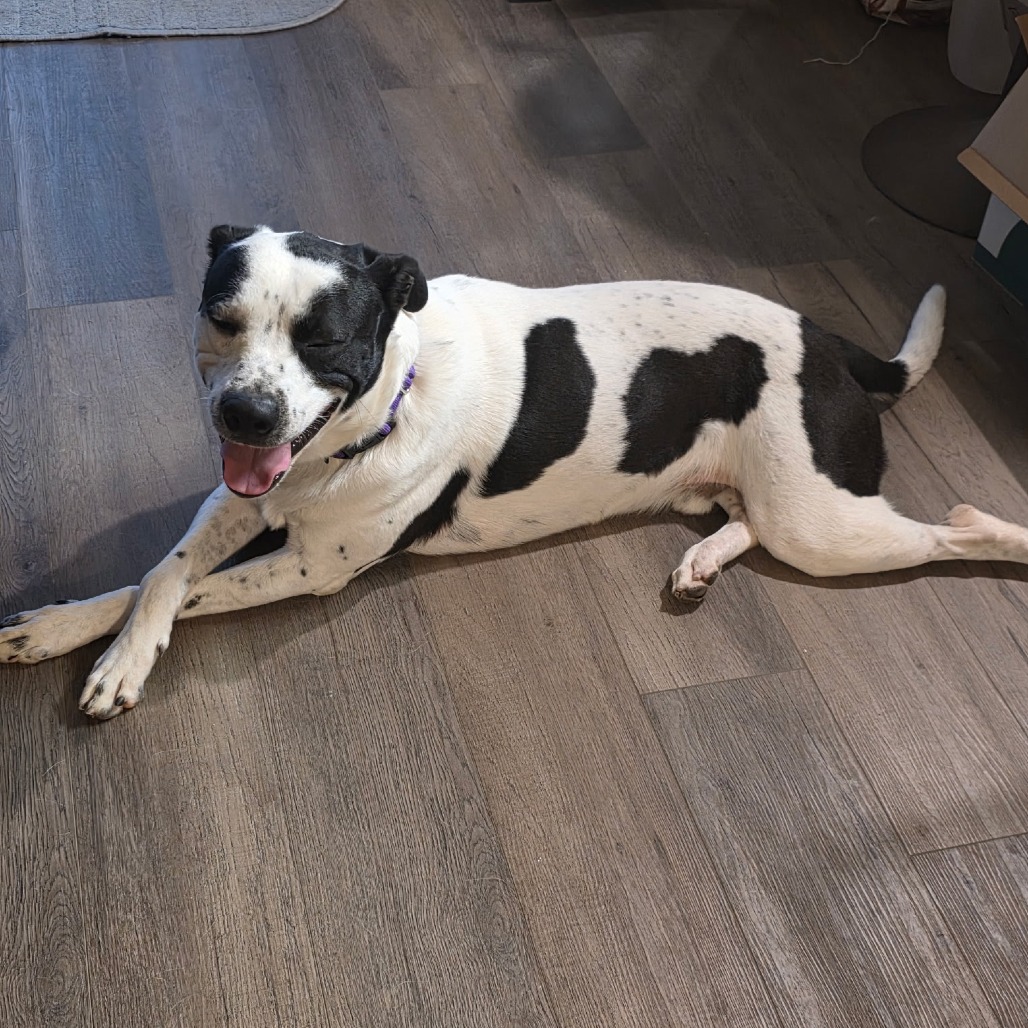 Photo of Beau