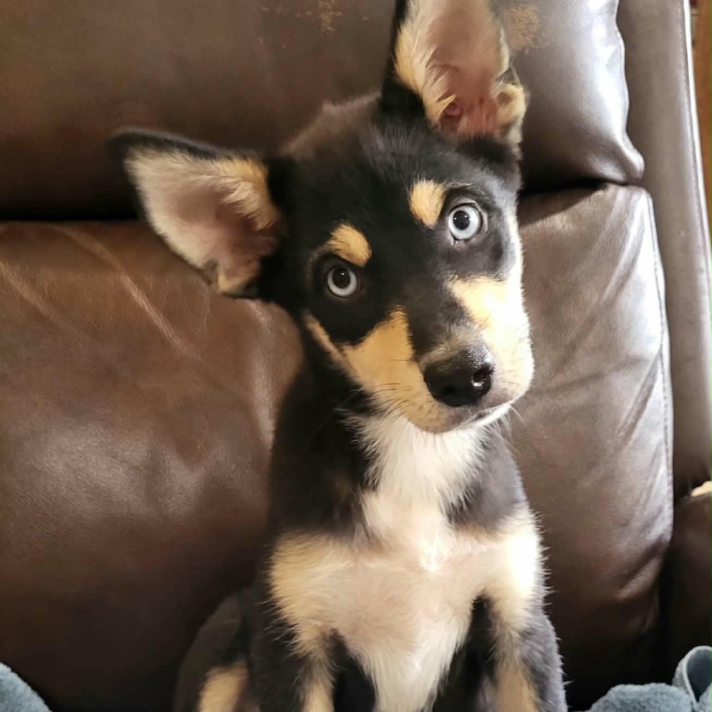 Koda