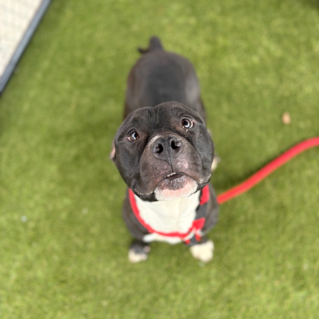 Rooster — thumbnail 4