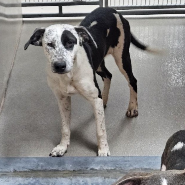 Kennel#3a Freckles's preview photo
