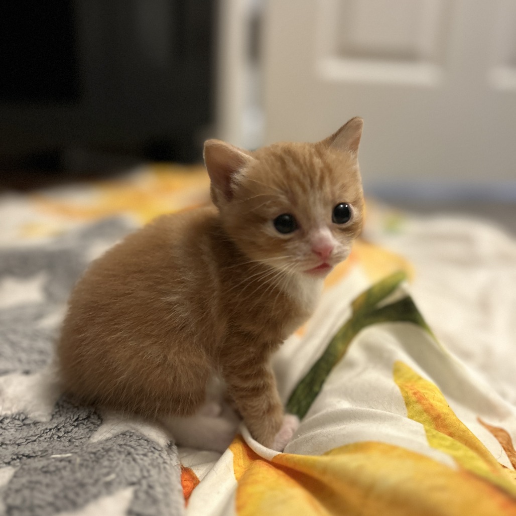 Jellybean
