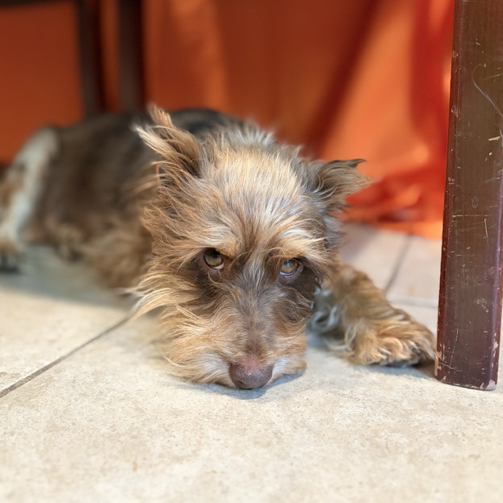 Brownie photo 8