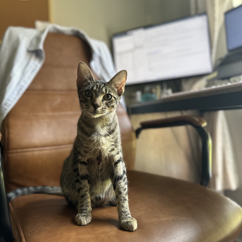*Hank, photo 18