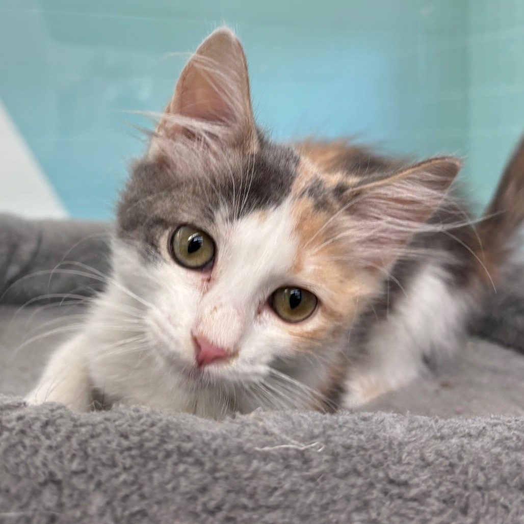 Photo of Betty, a cat adopted from Gulf Coast Humane Society
