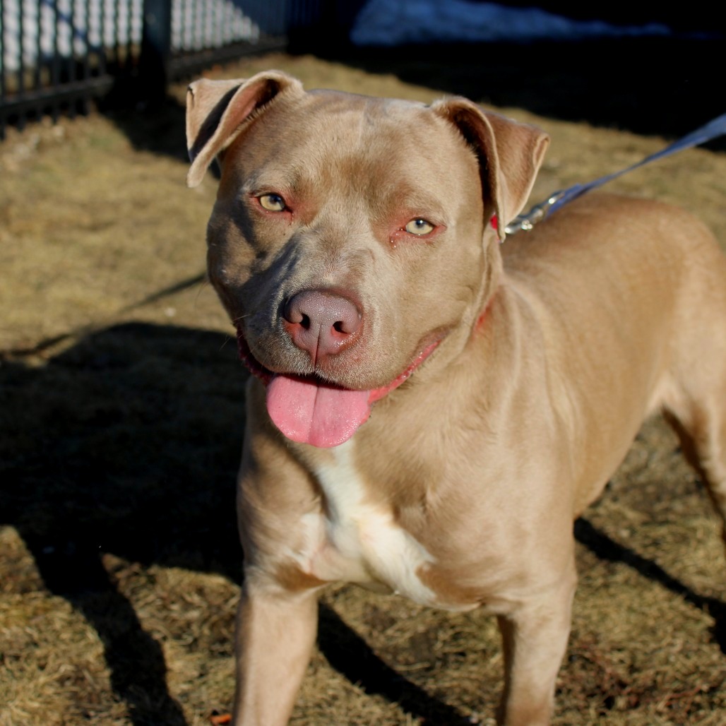 Poppy — thumbnail 2