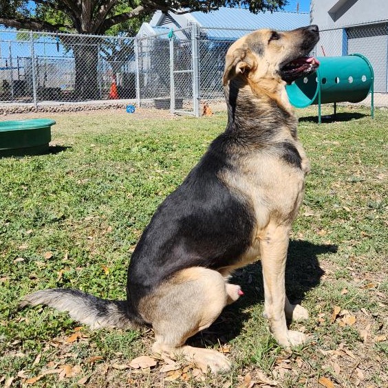 Duke photo 9