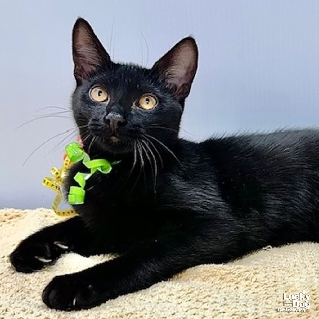 WINSTON - Domestic Shorthair available for adoption