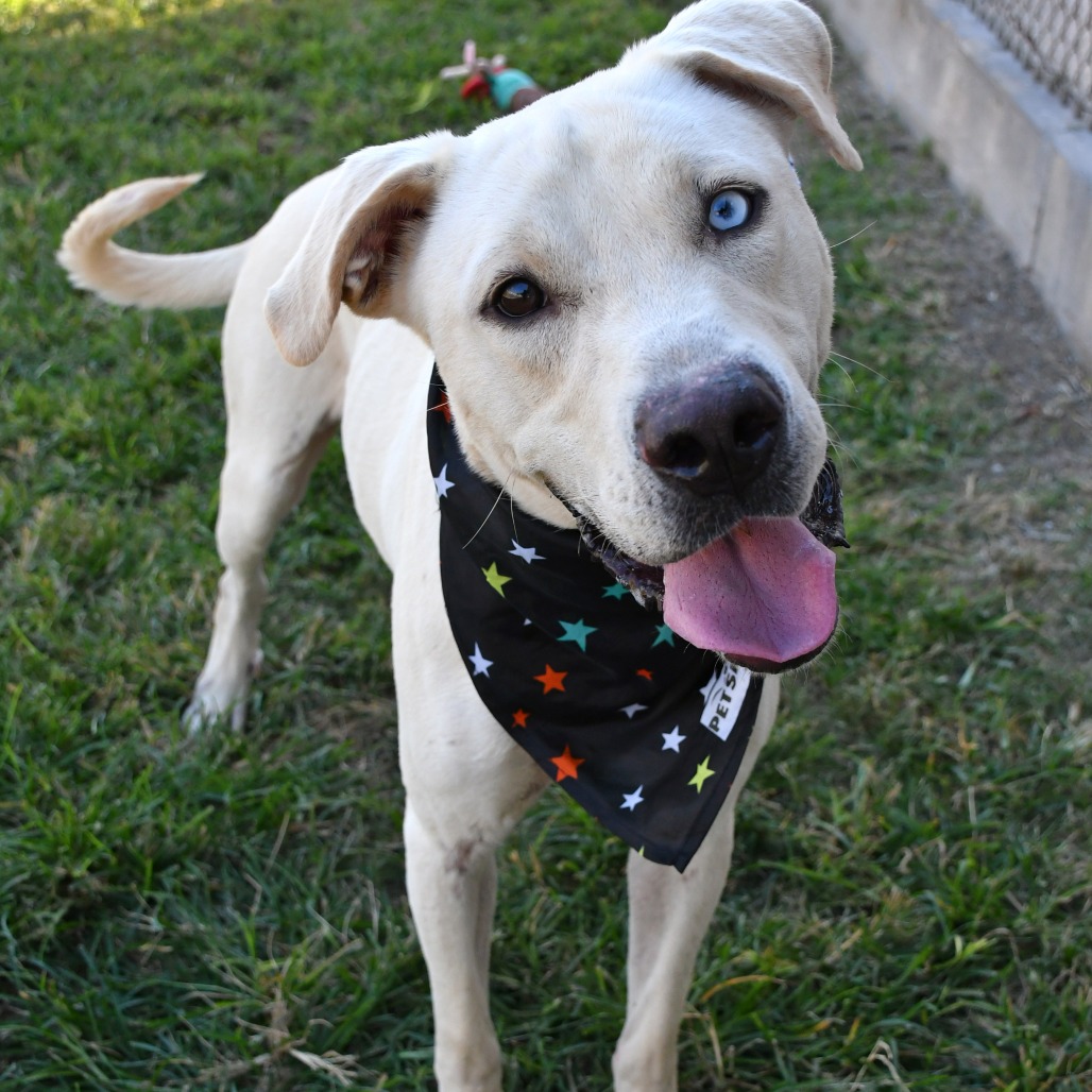 CLAY - Retriever / Yellow Labrador available for adoption