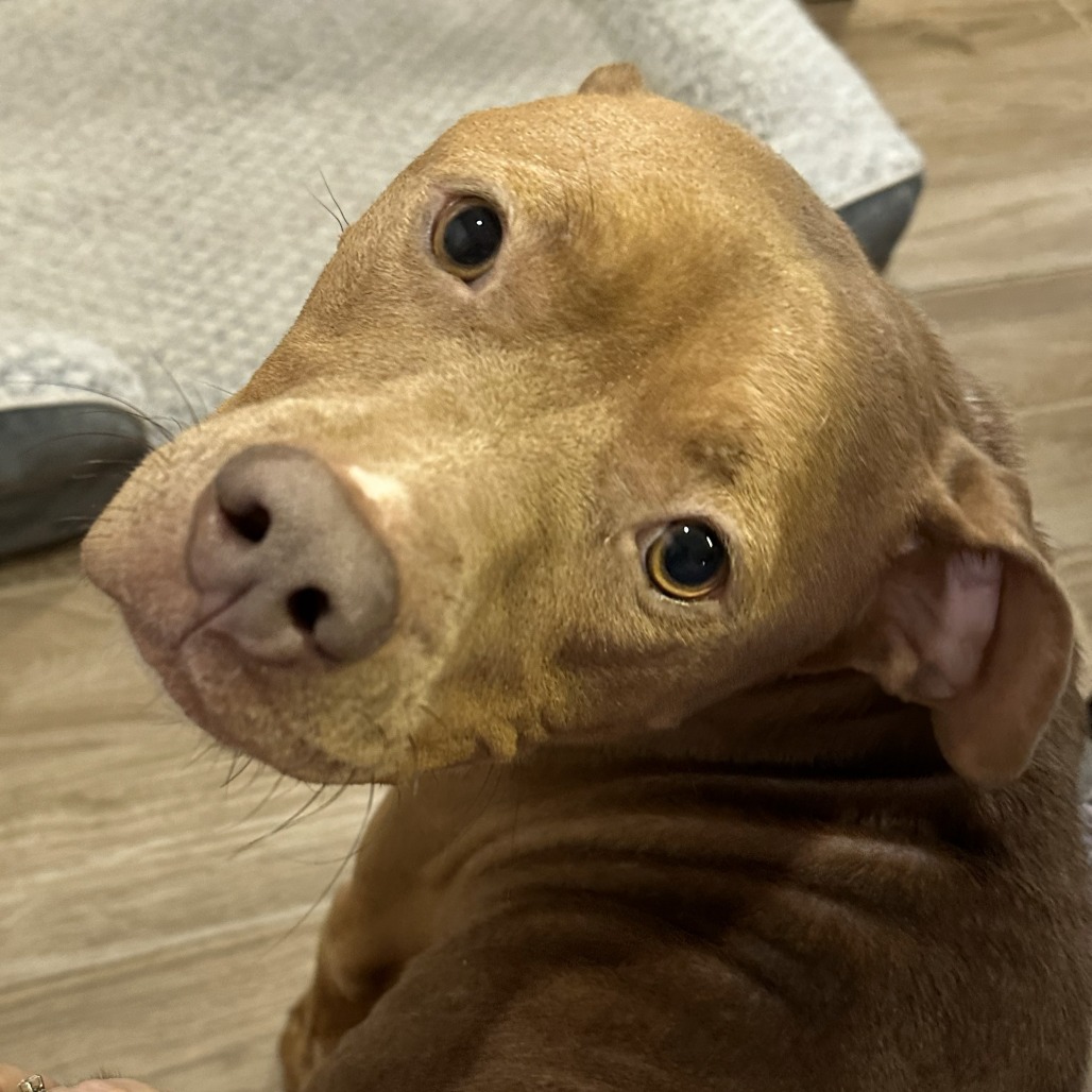 Petra — thumbnail 2