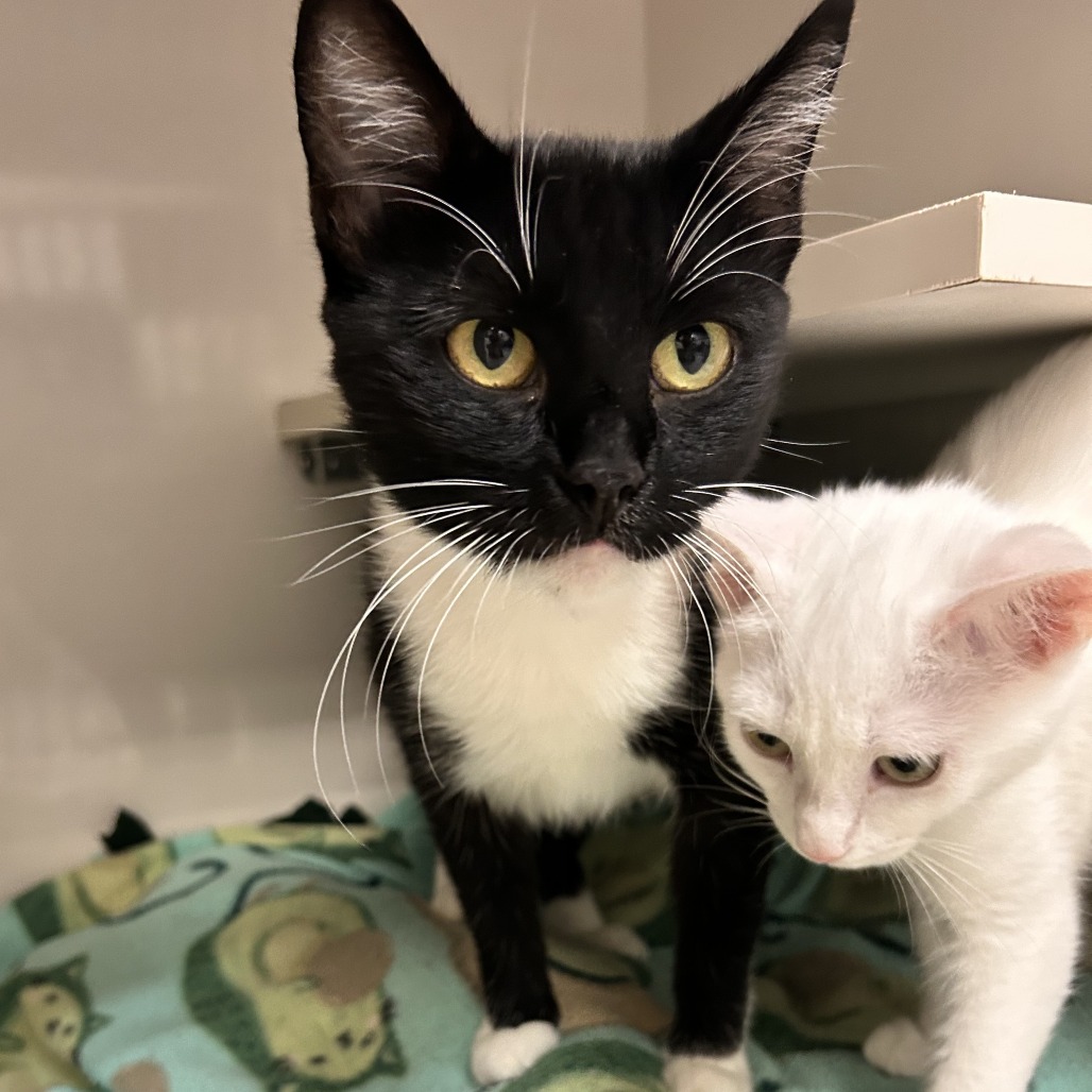 Priscilla (queen) - Domestic Shorthair