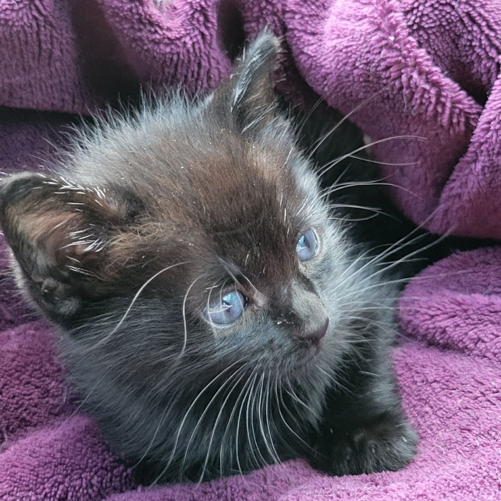 Oliver