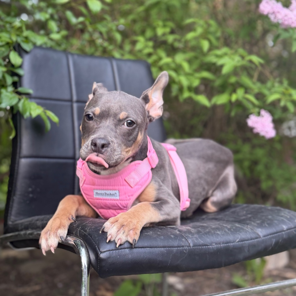 Pit Bull