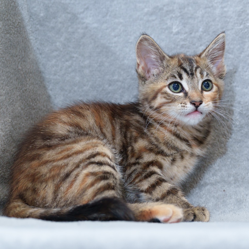 Priscilla