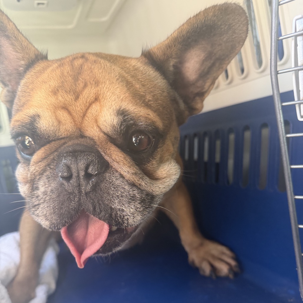 French Bulldog