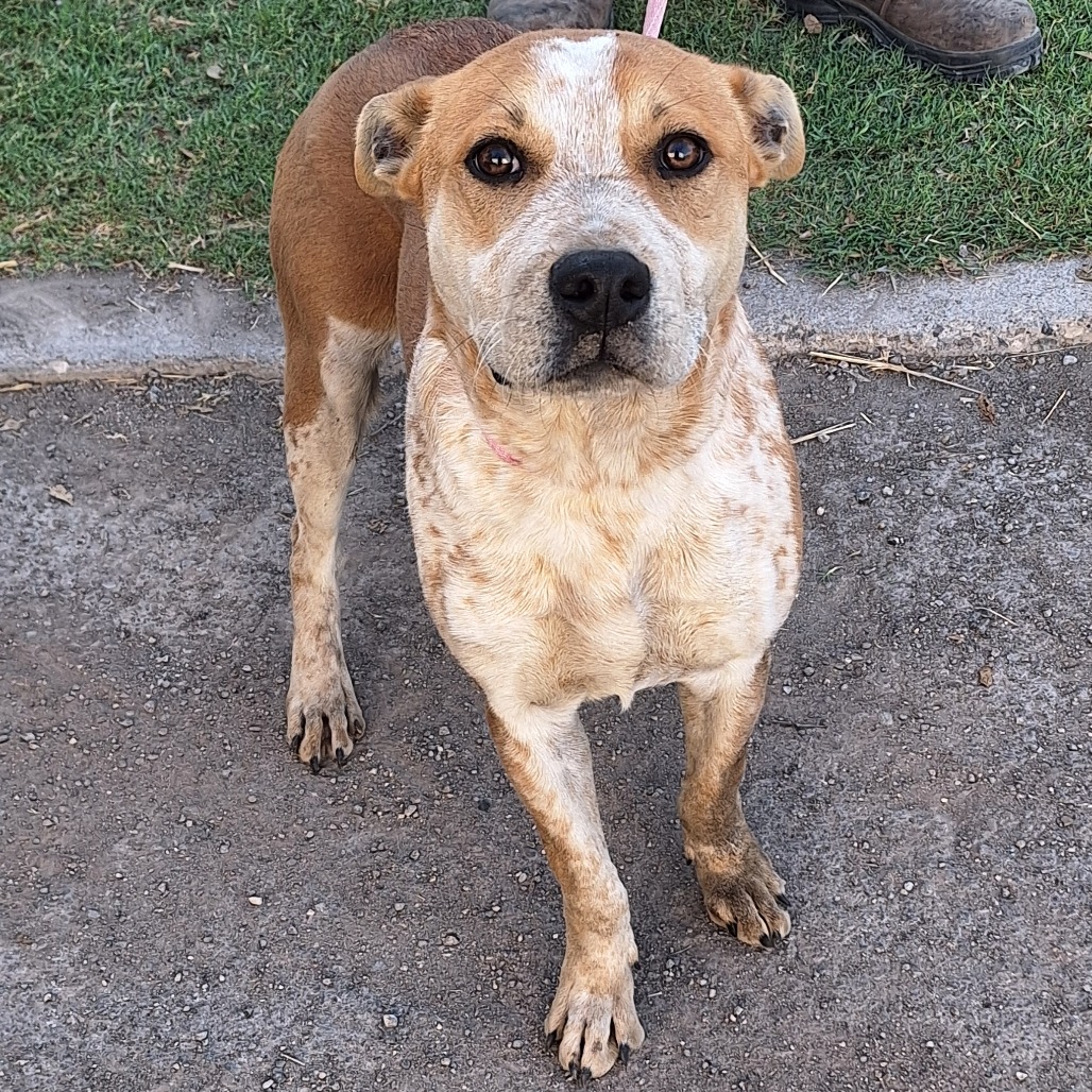 Almond Joy — thumbnail 11