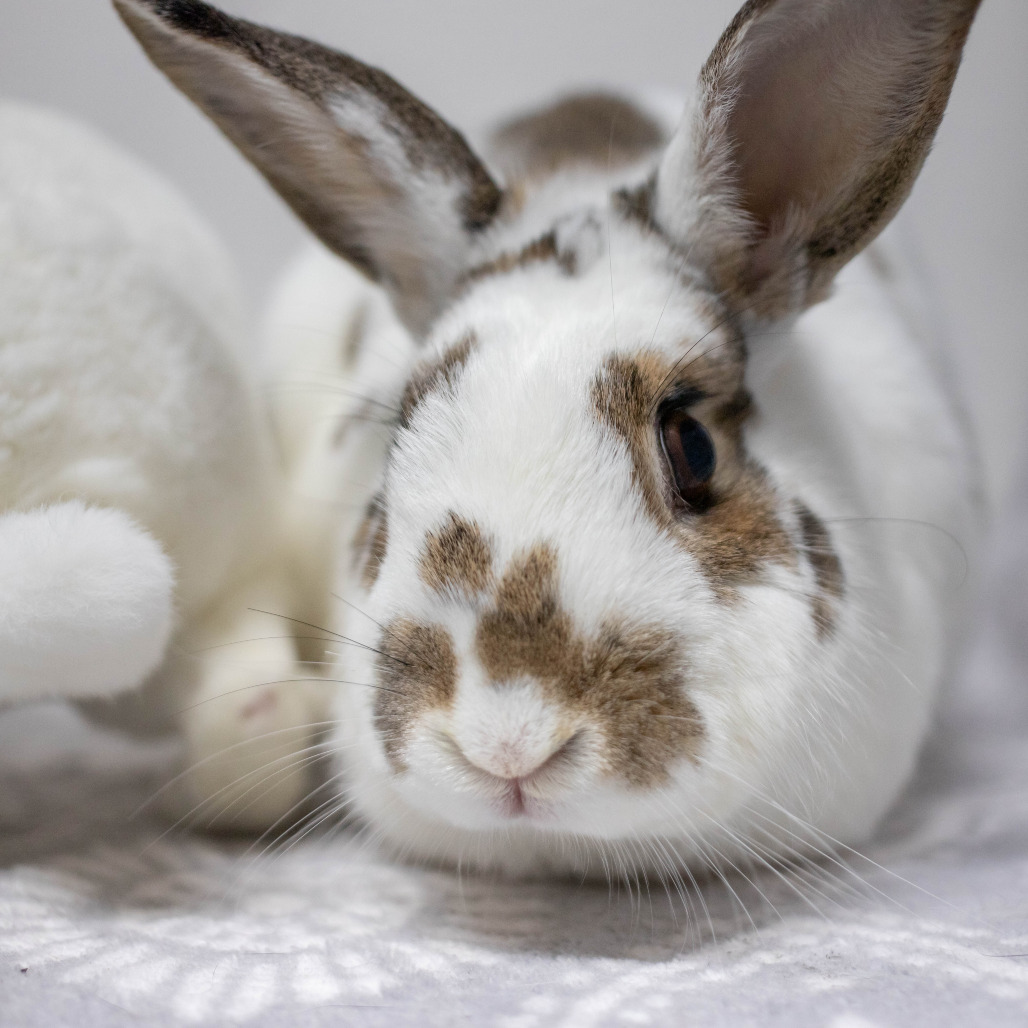 Ms. Peep (bonded to Camilo), photo 22
