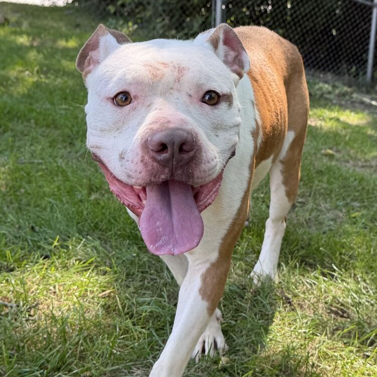 ARNOLD - Bulldog / American available for adoption