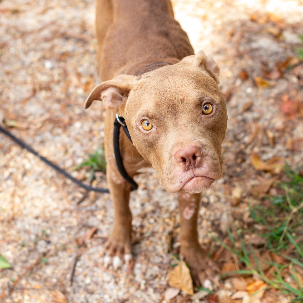 SWEET CHILD - Bulldog, American / Mix available for adoption