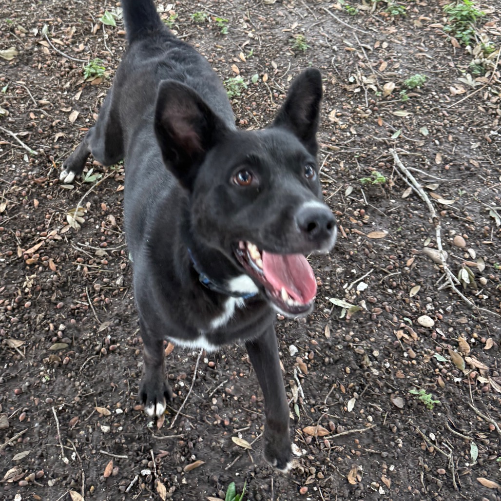 Onyx photo 5