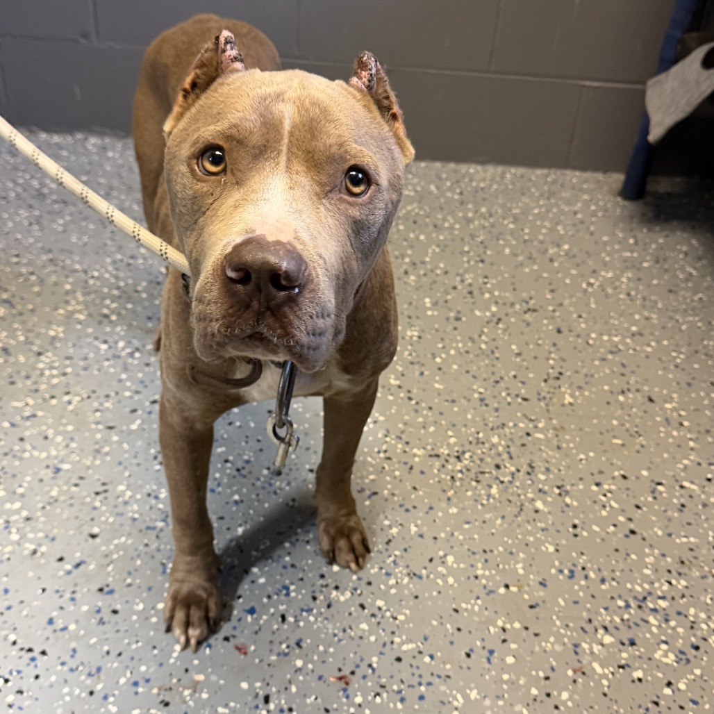 Tusc Stray 84938