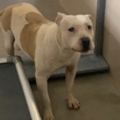 Kennel#14b's preview photo