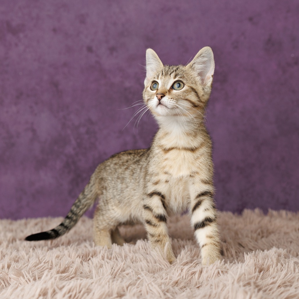 Huckle Cat, photo 2