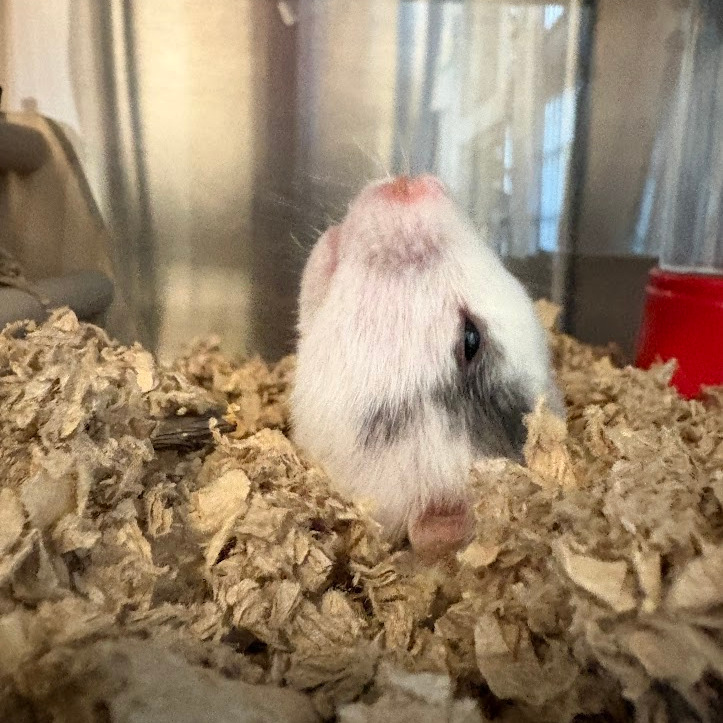 Photo of Mrs. Hamster 6