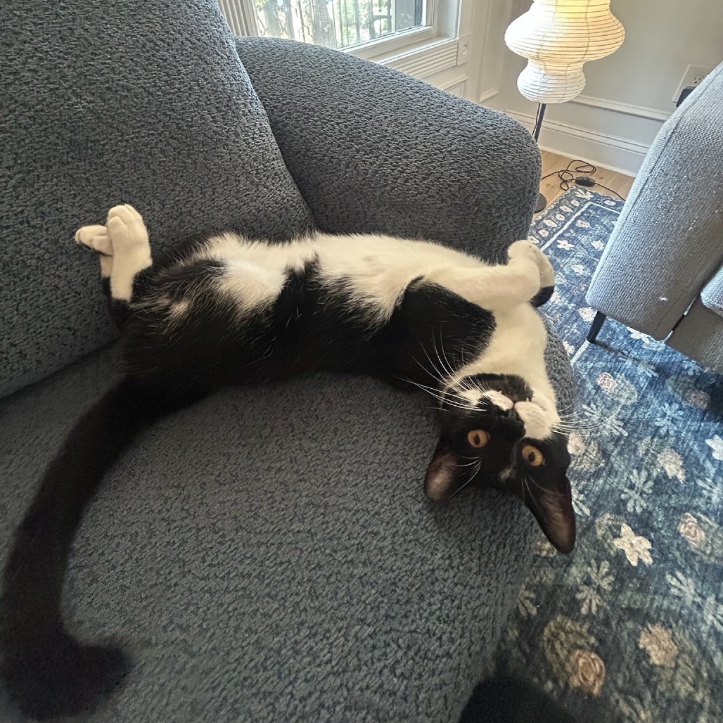 GIMLET- WORKING CAT - Domestic Shorthair available for adoption