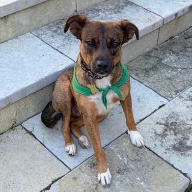 SHEEVA, photo 9