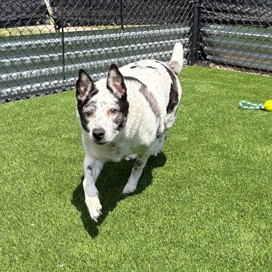 Photo of Speckles  5