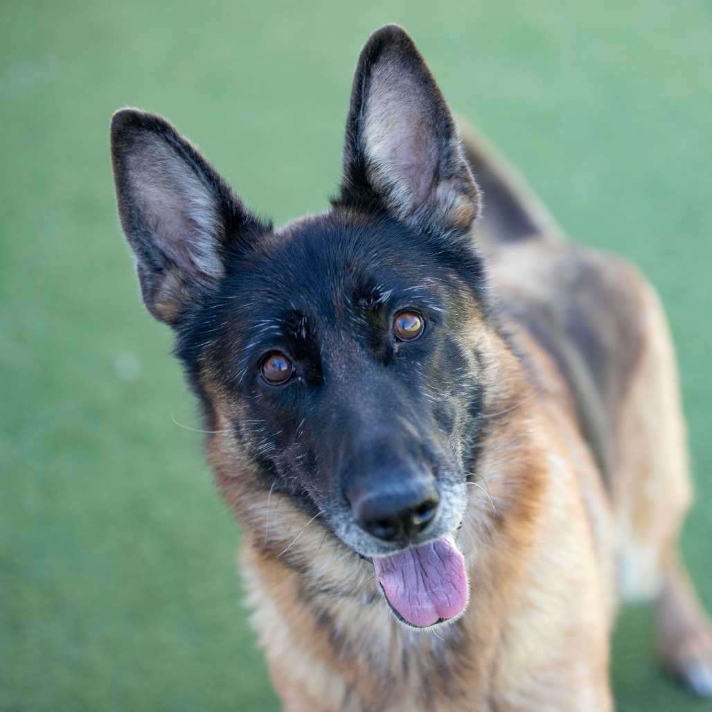 STEVIE (AG26-259) - Shepherd / German available for adoption