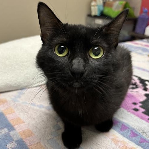 Raja: Female 12 Domestic Shorthair