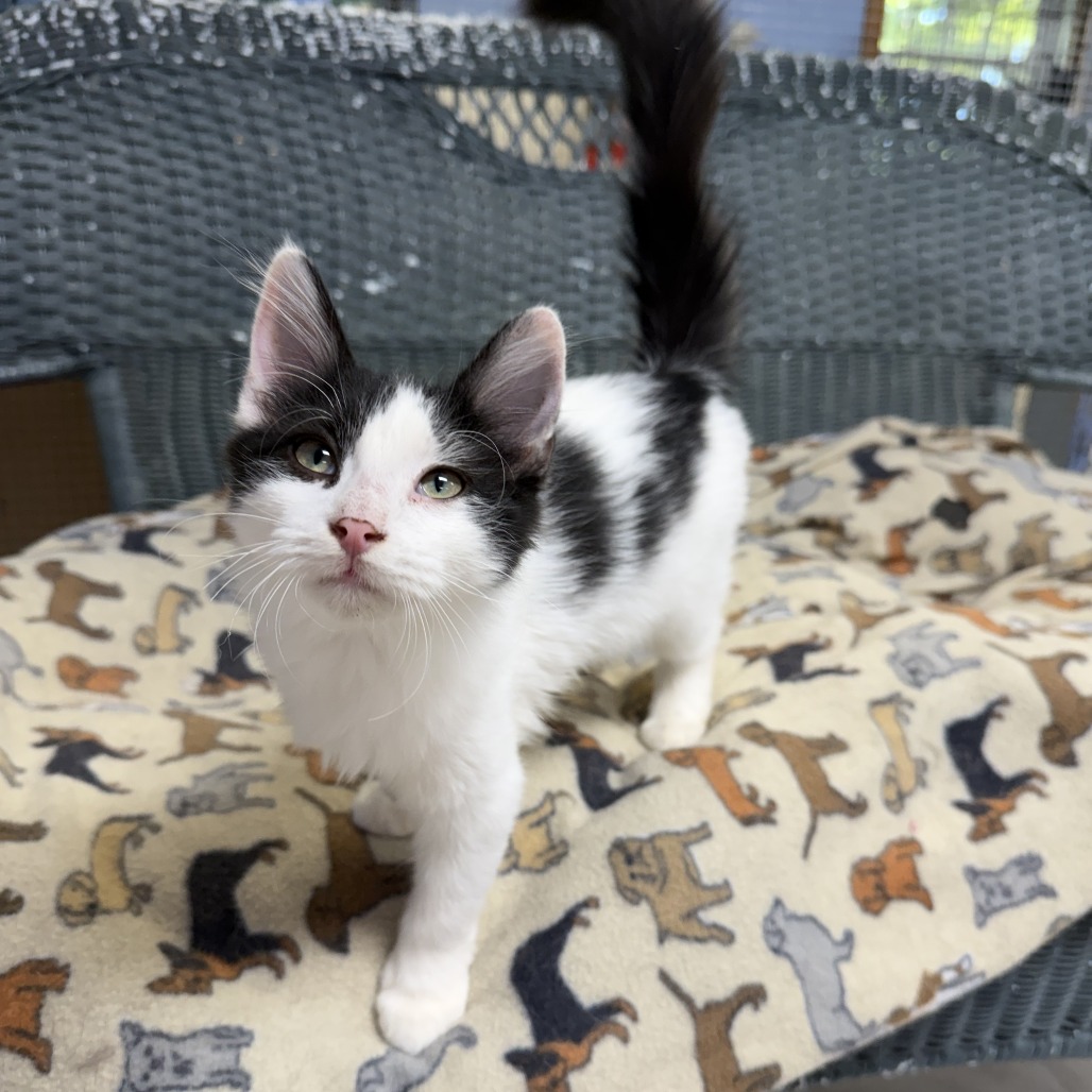 Kismet, adopted