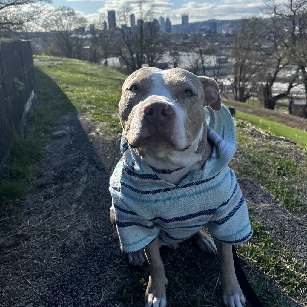 Photo of Persimmon 8