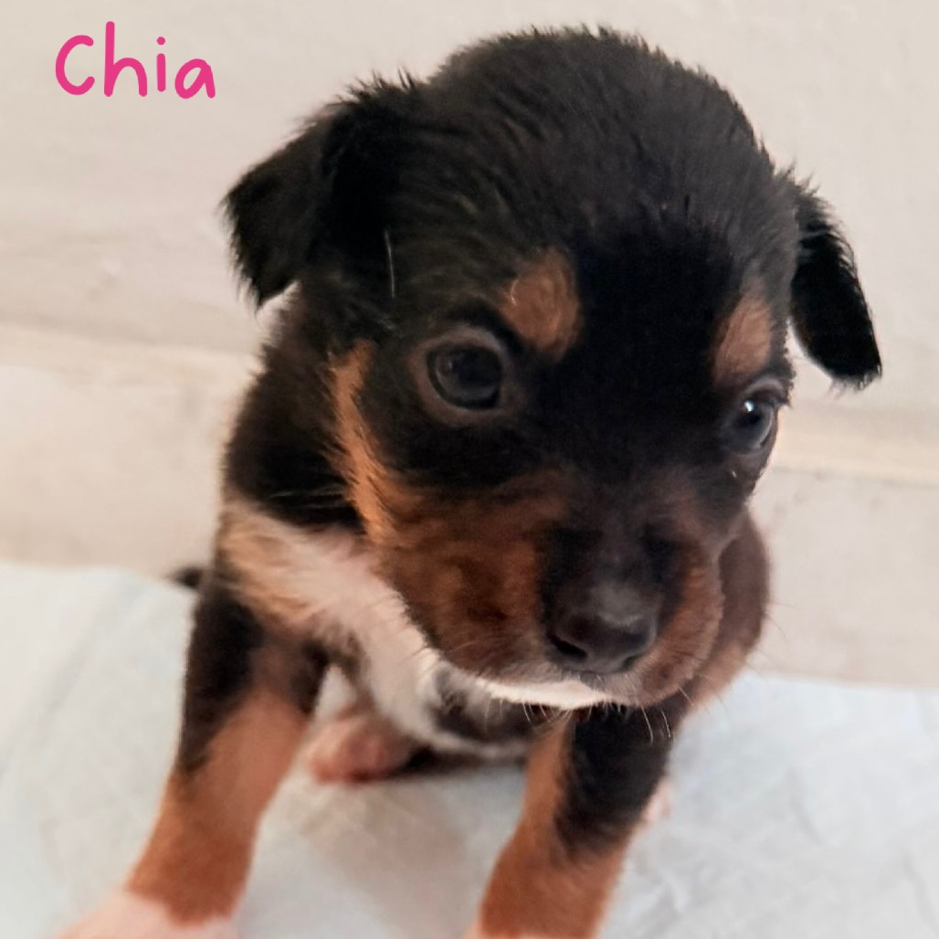 CHIA - Spaniel / Mix available for adoption