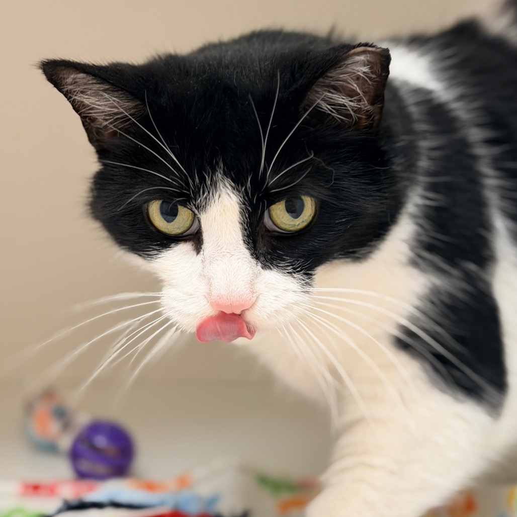 Penny — thumbnail 2