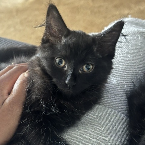 Caesar