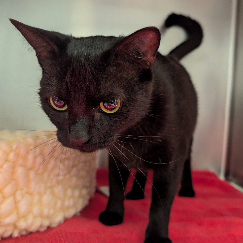 SCOUT - Domestic Shorthair available for adoption