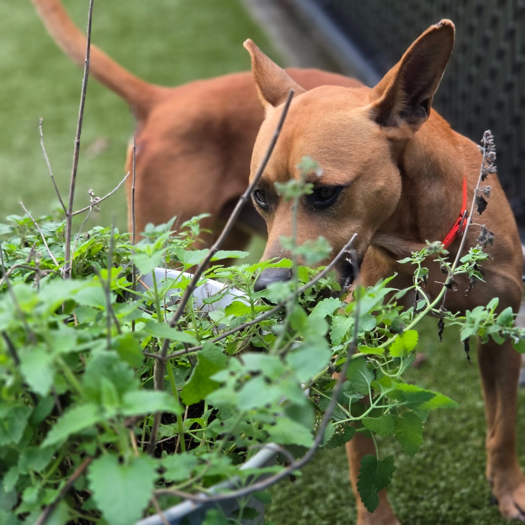 Rigby, photo 6