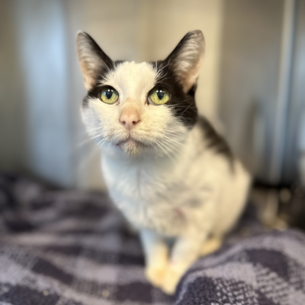 PAINTBRUSH - Domestic Shorthair available for adoption