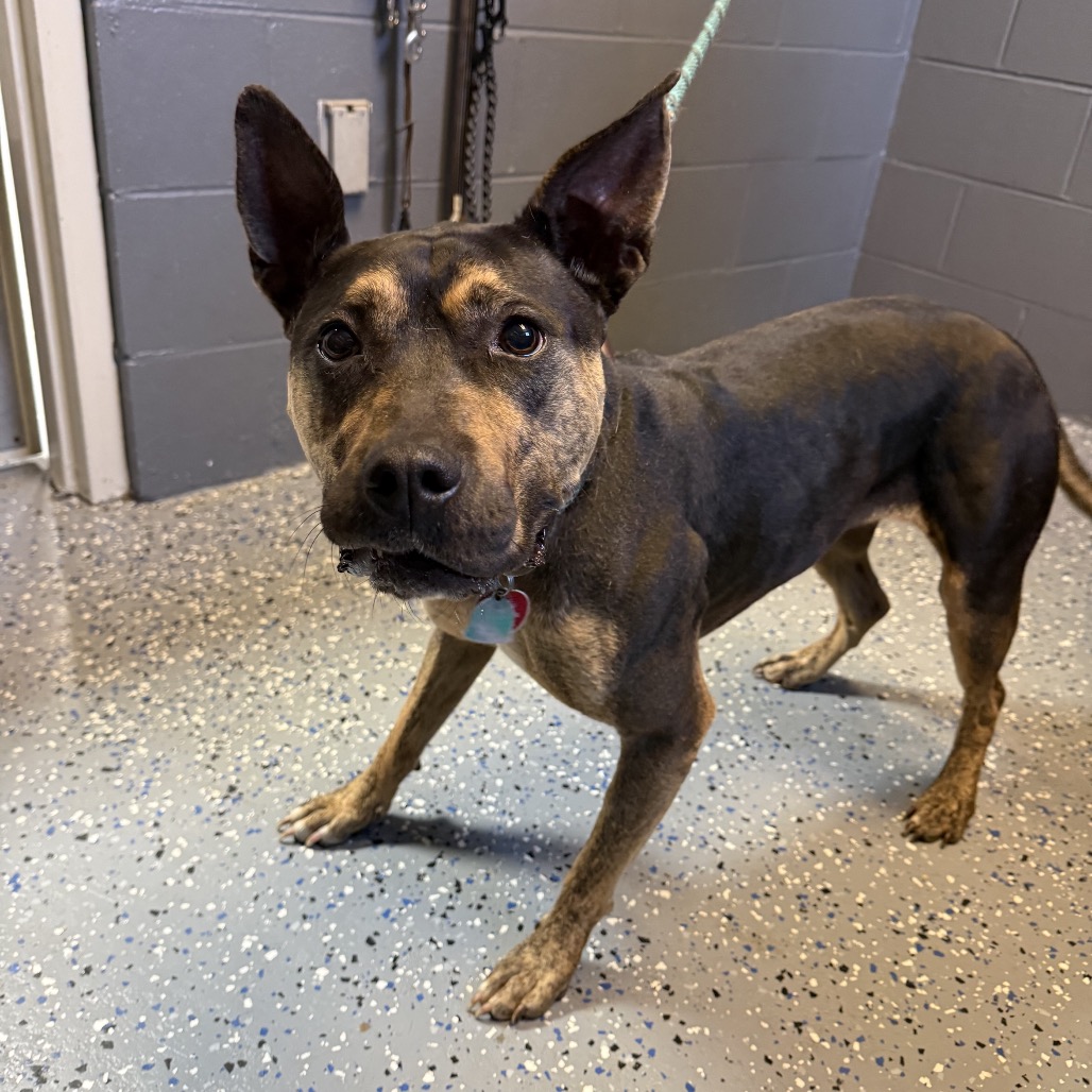 Photo of TUSC-Stray-84464