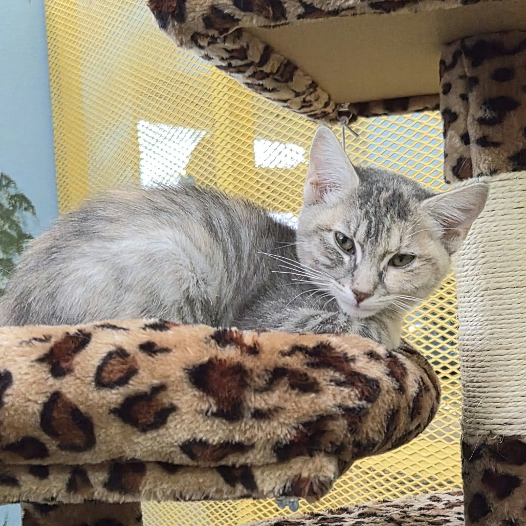 TIKI CAT - Domestic Medium Hair available for adoption